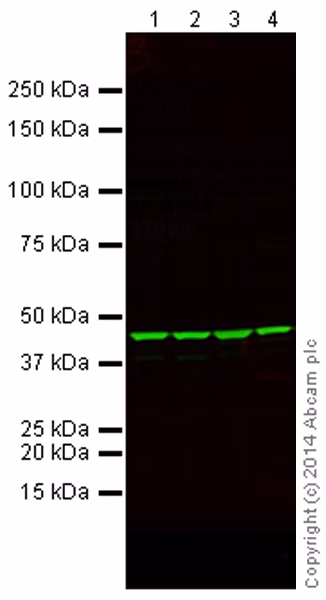 Western blot analysis of beta-Actin expression in various cell lines.