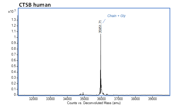 Recombinant Human Cathepsin B protein (Active)(AB283434)