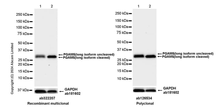 CCCP, Mitochondrial oxidative phosphorylation uncoupler(AB141229)