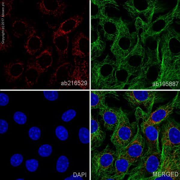 Alexa Fluor 647 Fabp4 Antibody Epr3579 Ab216529  Immunocytochemistry Immunofluorescence Img67548