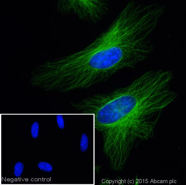 Immunocytochemistry/ Immunofluorescence - Goat Anti-Mouse IgG H&L (Alexa Fluor® 488) (ab150113)