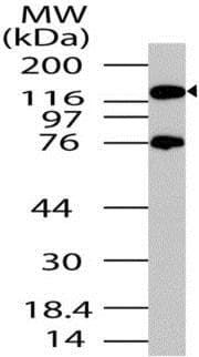 Anti-PER2 antibody(AB208163)
