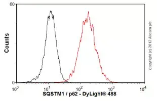 Anti-SQSTM1 / p62 antibody [2C11] - BSA and Azide free(AB56416)