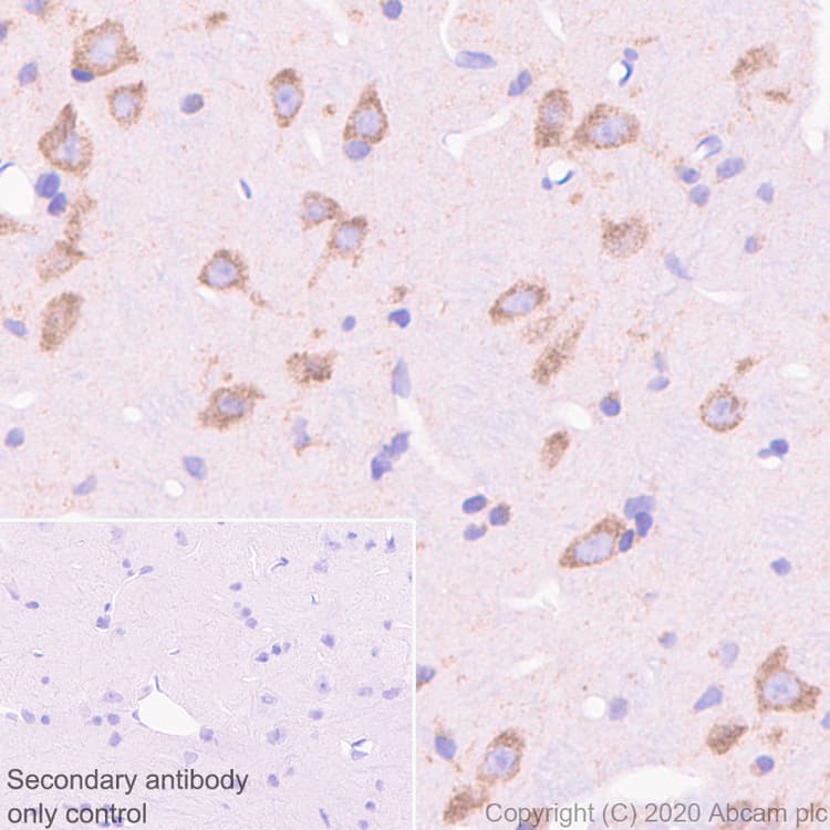 Anti-FMRP antibody [EPR23852-90] - BSA and Azide free(AB277489)