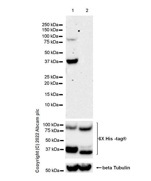 Anti-HLA-DR antibody [EPR3692] - BSA and Azide free(AB209968)