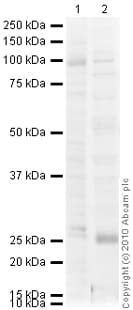 Anti-alpha 1 Sodium Potassium ATPase antibody [M8-P1-A3](AB2872)