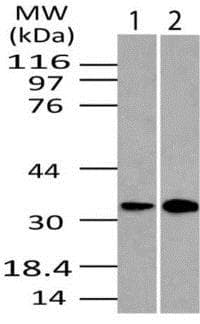 Anti-DRAM antibody(AB208160)