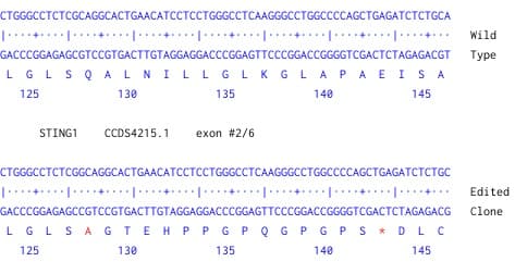 Human TMEM173 knockout THP-1 cell line(ab270493)