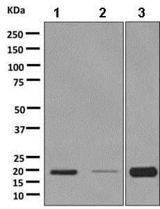 Anti-RAMP1 antibody [EPR10867] - BSA and Azide free(AB232407)