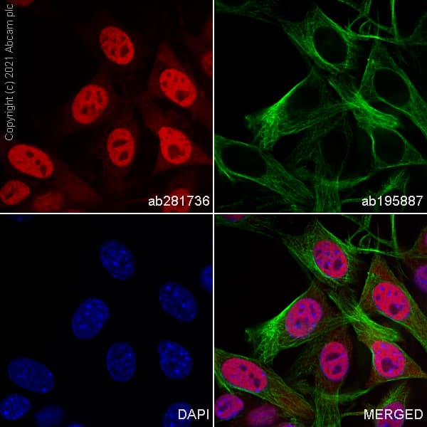 Alexa Fluor® 647 Anti-HDAC1 antibody [EPR23847-170](AB281736)