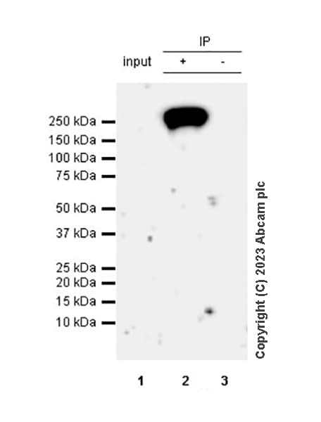 Anti-BRG1 antibody [EPR3912](AB108318)