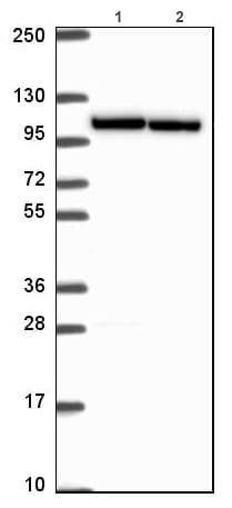 Anti-IPO11 antibody(AB221615)