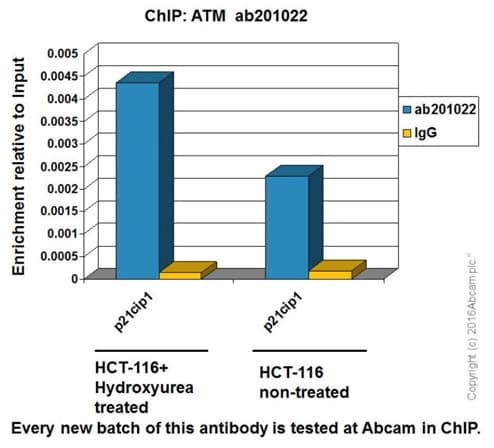 Anti-ATM antibody [EPR20100] - ChIP Grade(AB201022)