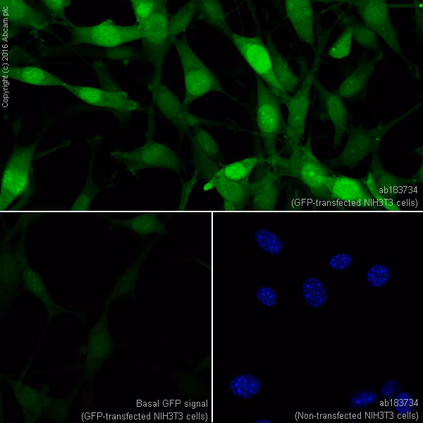 Immunocytochemistry/ Immunofluorescence - Anti-GFP antibody [EPR14104] (ab183734)