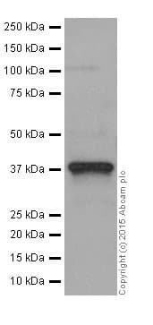 Anti-SIRT6 antibody [EPR18463](AB191385)
