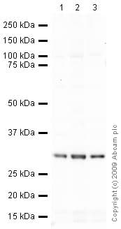 Anti-PCNA antibody [PC10](AB29)