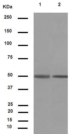 Anti-IgG1 + IgG2a + IgG3 antibody [M204-3](AB133469)