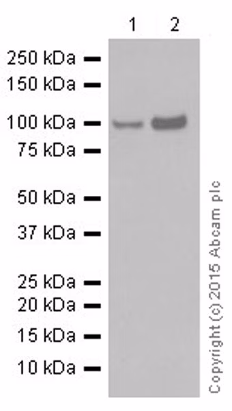 Stat6 Antibody Ye361 Ab32520 Western Blot Img162228