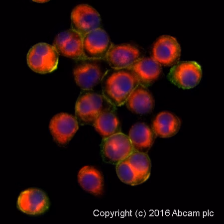Immunocytochemistry/ Immunofluorescence - anti-F4/80 antibody [CI:A3-1] - macrophage marker (ab6640). ab6640 stained raw 264.7 cells