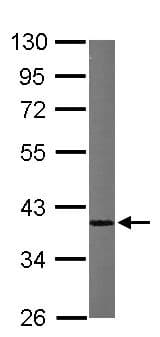 Anti-hnRNP A1 antibody(AB137780)