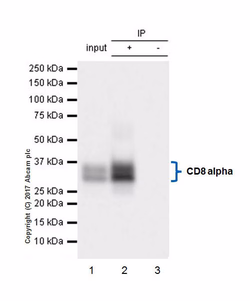 Western blot showing anti-CD8 alpha antibody (ab217344) immunoprecipitation and detection in mouse thymus lysate.