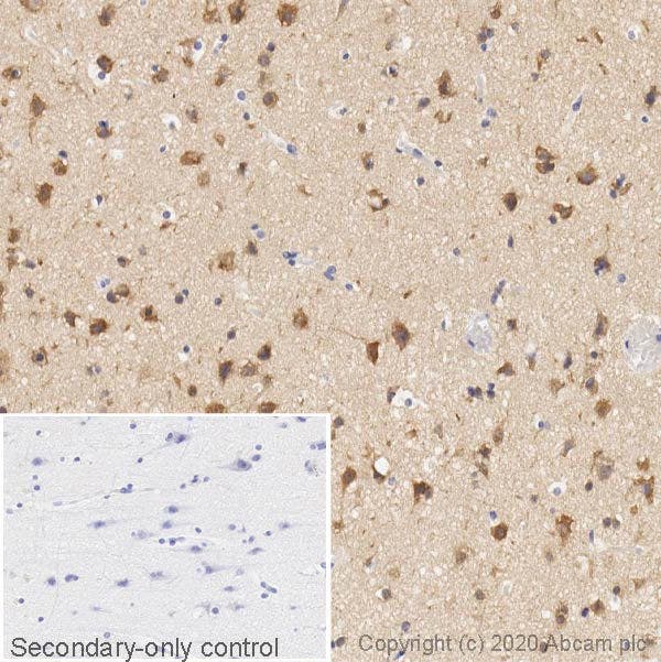 IHC image of LC3B staining in a section of formalin-fixed paraffin-embedded normal human cerebral cortex* performed on a Leica BONDTM system using the standard protocol F.