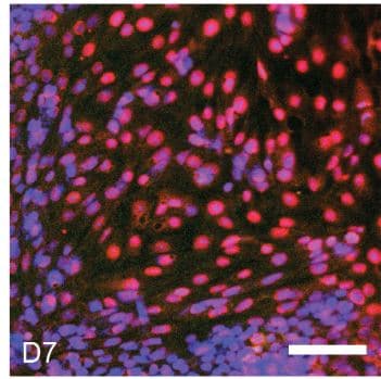 Anti-SOX2 antibody(ab97959)