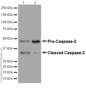 Caspase 2 Antibody Epr17881 Bsa And Azide Free Ab250636  Western Blot Img18780