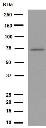 Calpain 1 Antibody Epr3319 Ab108400  Western Blot Img95544
