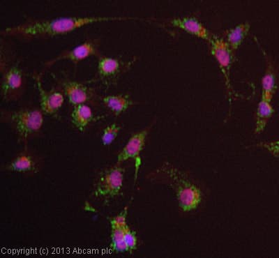 Anti-PDK4 antibody [1C2BG5](AB110336)