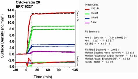 Anti-Cytokeratin 20 antibody [EPR1622Y] - BSA and Azide free(AB219589)