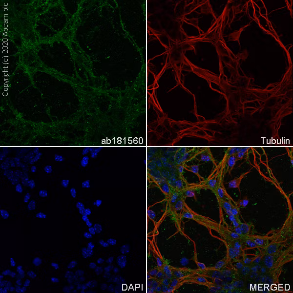Immunofluorescent analysis of mouse primary neural mix culture cells labeling Pan Trk with ab181560, AlexaFluor®488 Goat anti-rabbit secondary antibody (Green), ab195889 anti-alpha Tubulin antibody (Red), and DAPI (Blue).
