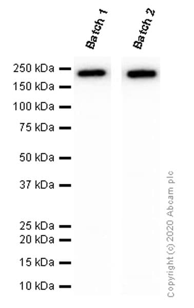 Anti-CD11b antibody [EPR1344] - BSA and Azide free(AB209970)