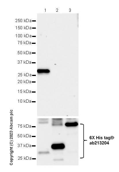 Anti-BTN3A1 antibody [EPR28070-15](AB315804)