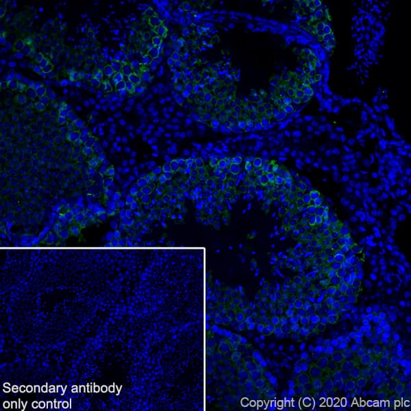 Anti-DDX4 / MVH antibody [EPR24148-58] - BSA and Azide free(AB277638)