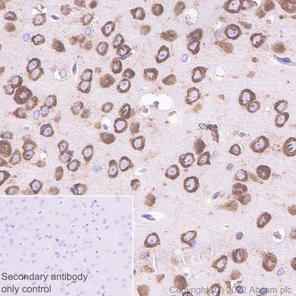 Rpl9 Antibody Ep13752 Bsa And Azide Free Ab284834  Immunohistochemistry Formalin Pfa Fixed Paraffin Embedded Sections Img407588