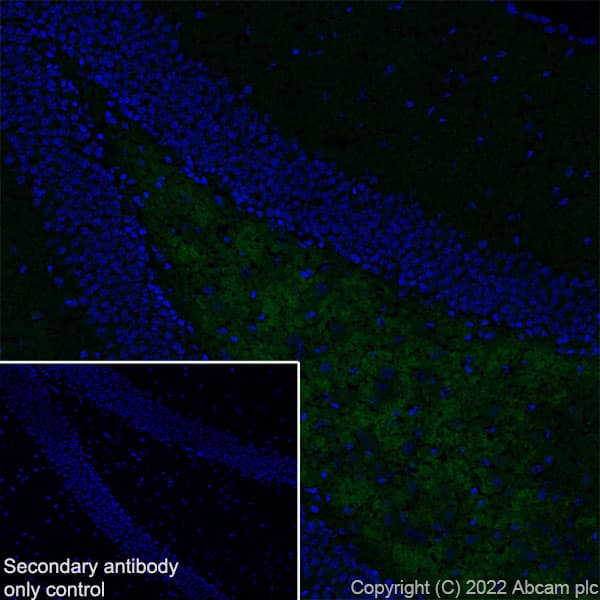 Anti-SMCR8 antibody [EPR26215-5] - BSA and Azide free(AB303549)
