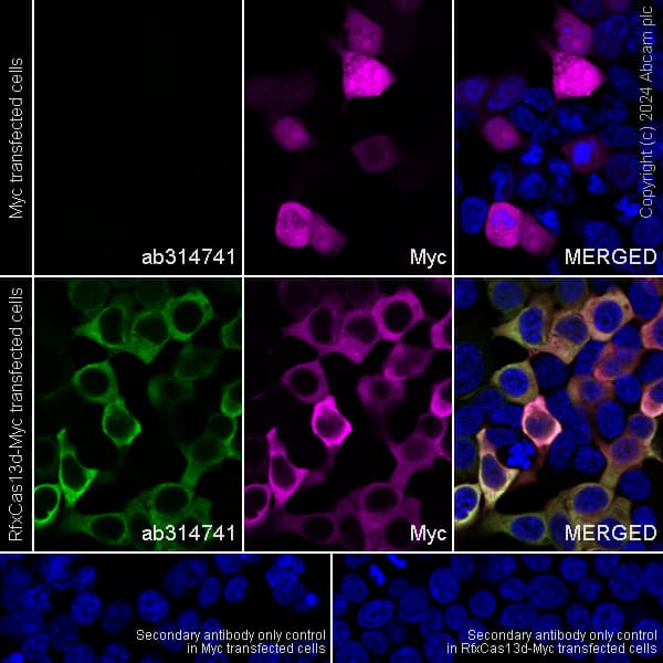 Anti-Rfx Cas13d (N-term) antibody [EPR23965-31](AB314741)