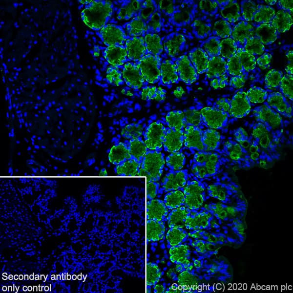 Anti-MUC2 antibody [EPR23479-47](AB272692)