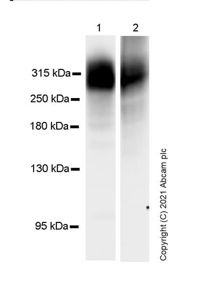 Anti-Fibronectin antibody [10/Fibronectin] - BSA and Azide free(AB281577)