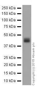Anti-Alpha Skeletal Muscle Actin antibody [EPR18430] - BSA and Azide free(AB250775)