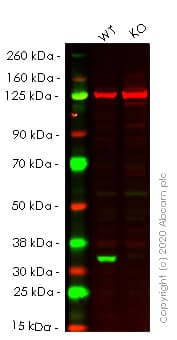 Anti-Cdk4 antibody [EPR4513-32-7](AB108357)