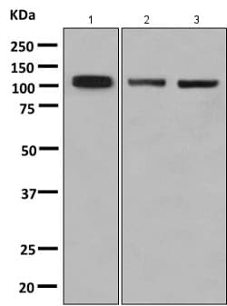 Kinesin Heavy Chain 2 Antibody Epr10740b Ab154868  Western Blot Img121550