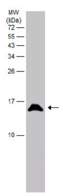 Anti-Parvalbumin antibody(AB256811)