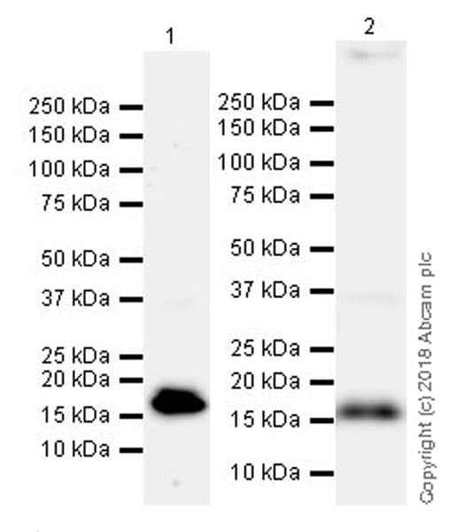 Natriuretic Peptides A Antibody Epr22089 283 Ab225844  Western Blot Img13646