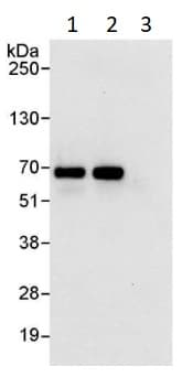 Anti-eIF2A antibody(AB264254)