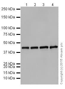 Actr1b Antibody Epr16969 Bsa And Azide Free Ab251406  Western Blot Img5748