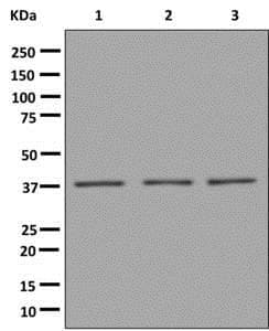 Vps26 Antibody Epr13455b Bsa And Azide Free Ab250176  Western Blot Img105589