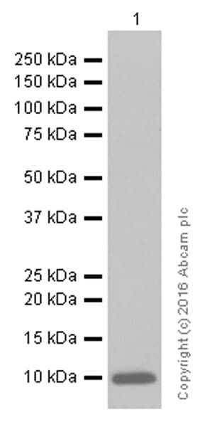 Anti-S100 alpha antibody [EPR5250](AB133519)