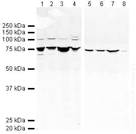 Anti-GRP78 BiP antibody(AB21685)